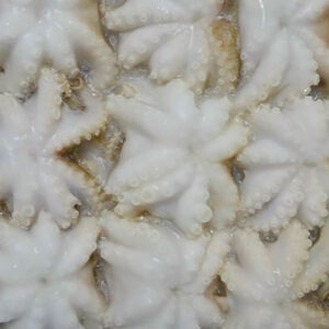 Sss-food-cuttefish-3