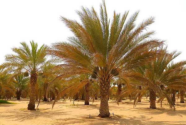 Sss-date-palm-trees